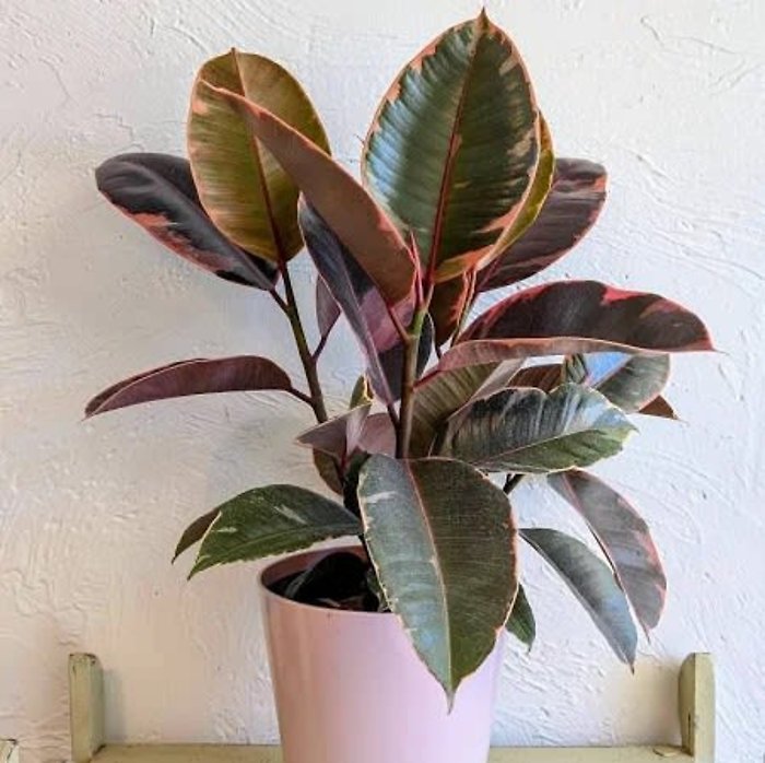 8&quot; Pink Rubber Tree Plant