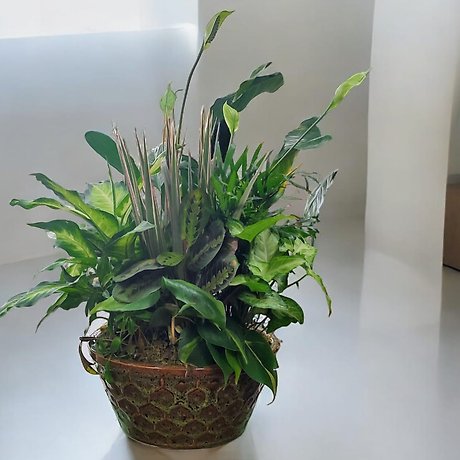 Green Dish Garden -Medium