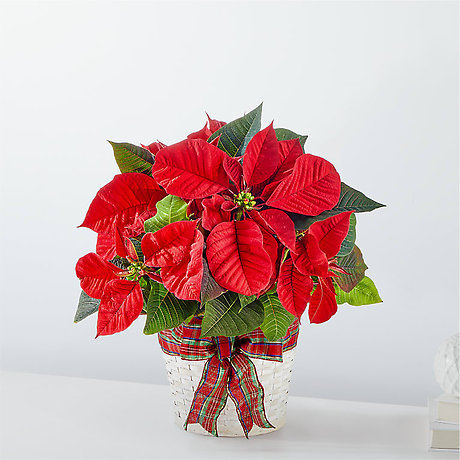 Happiest Holidays Poinsettia