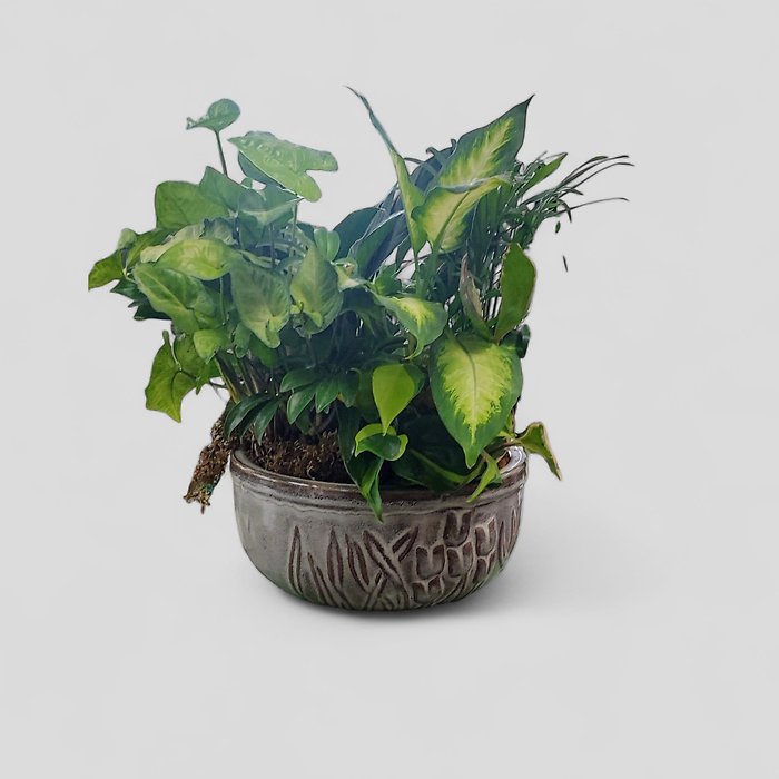 Green Dish Garden -Medium Larger