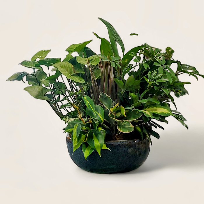 Green Dish Garden -Exquisite