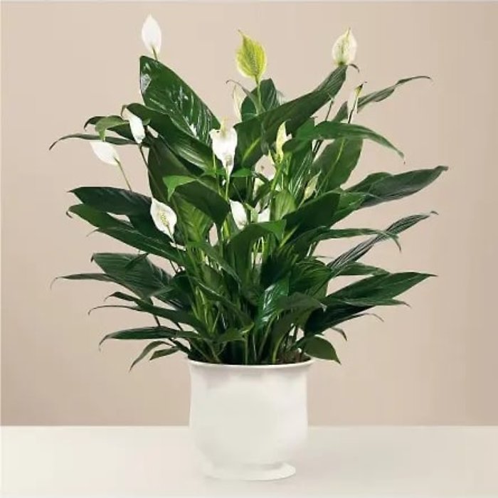 8&quot; Comfort Planter Peace Lily