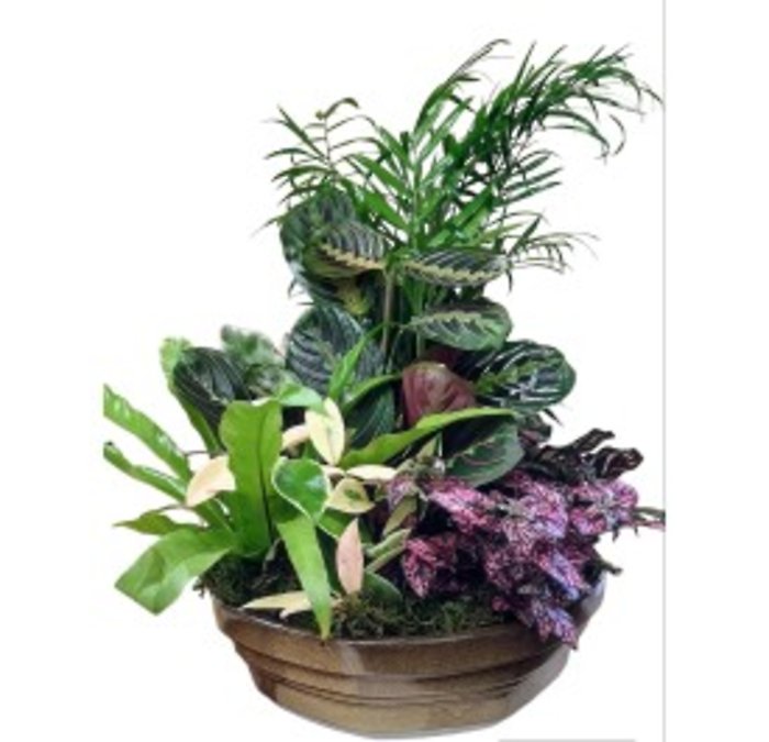 Pet Friendly Green Plant Dish Garden