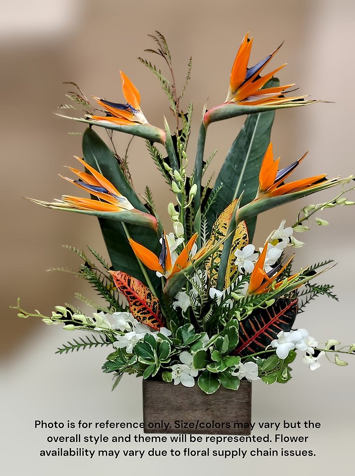 Birds of Paradise