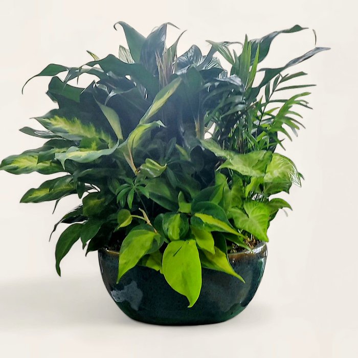 Green Dish Garden -XLarge