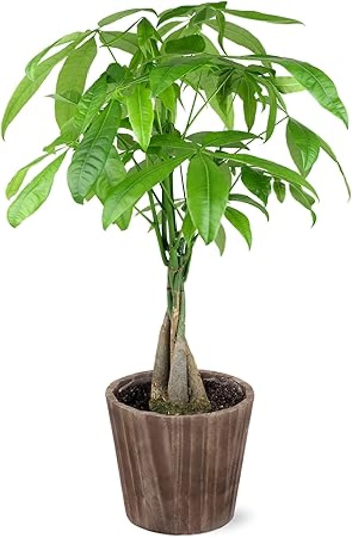 Money Plant Tree
