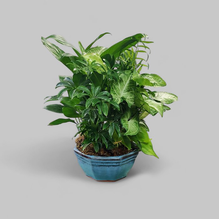 Green Dish Garden -Med Small