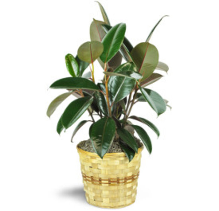 8&quot; Rubber Plant Tree