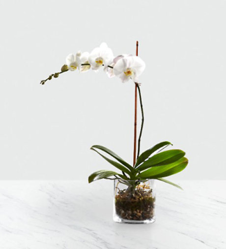 Plant: Orchid Planter