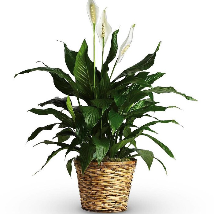 6&quot; Peace Lily in a Basket
