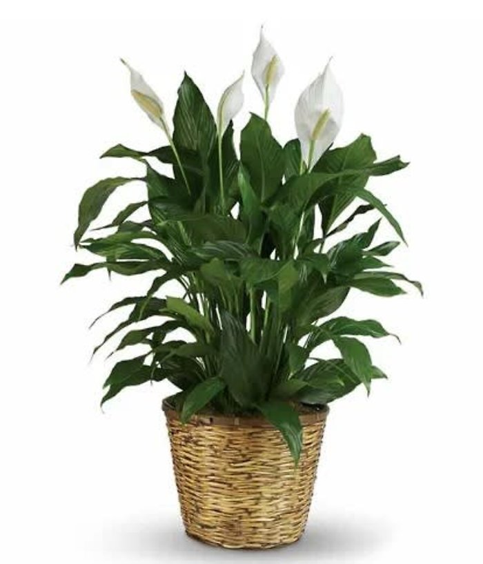 8&quot; Peace Lily in a Basket