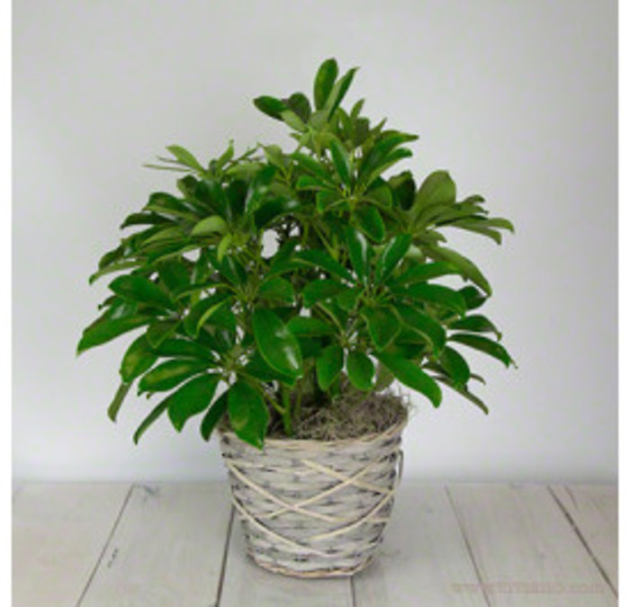 Umbrella Plant -Small