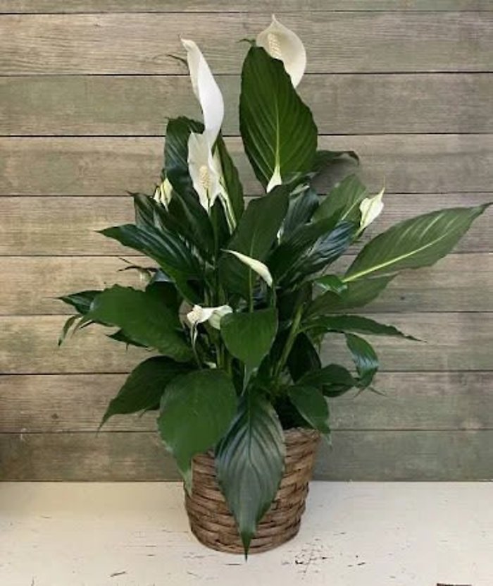 10&quot; Peace Lily in a Basket