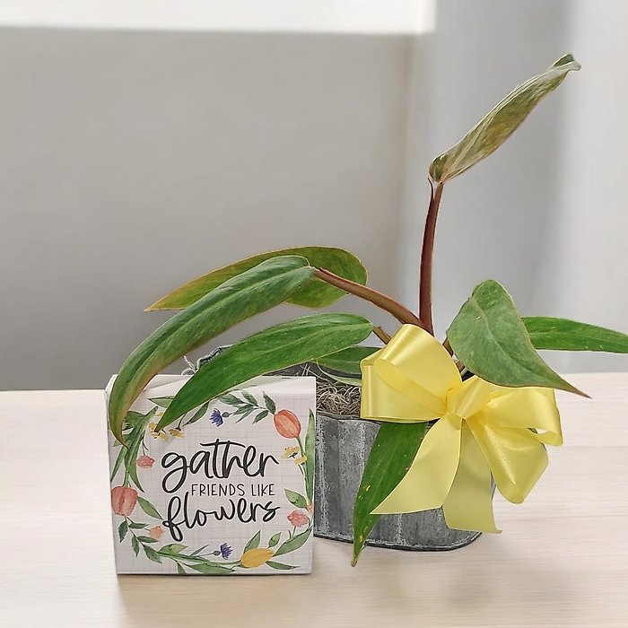 Gather Friends Like Flowers -Plant &amp; Gift Set