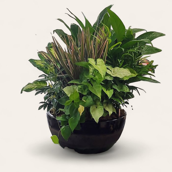 Green Dish Garden -Premium