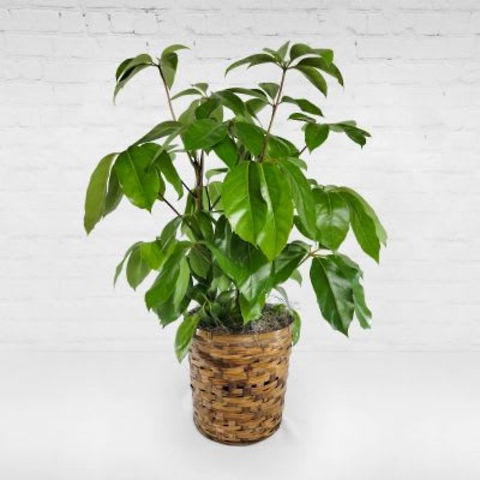 Umbrella Plant -Large