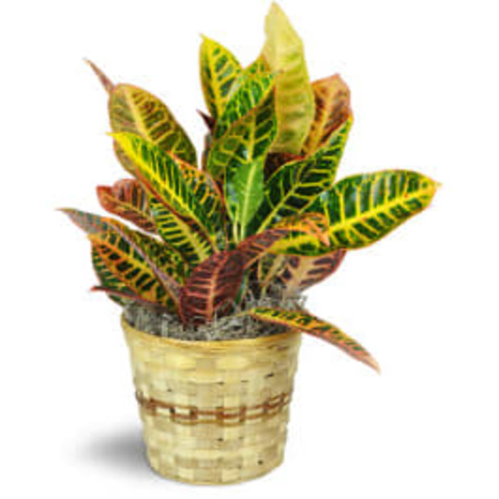 6&quot; Croton Plant