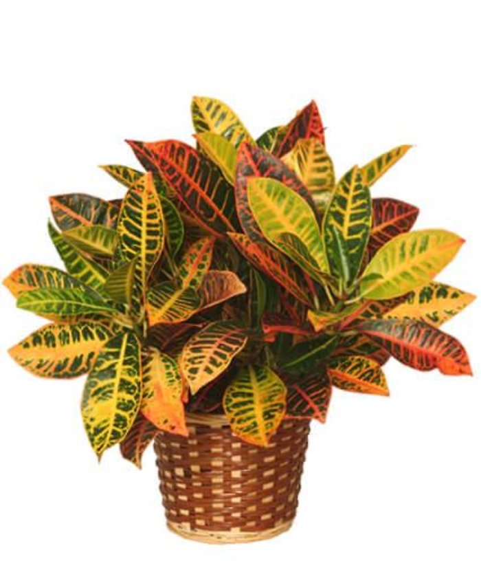 8&quot; Croton Plant
