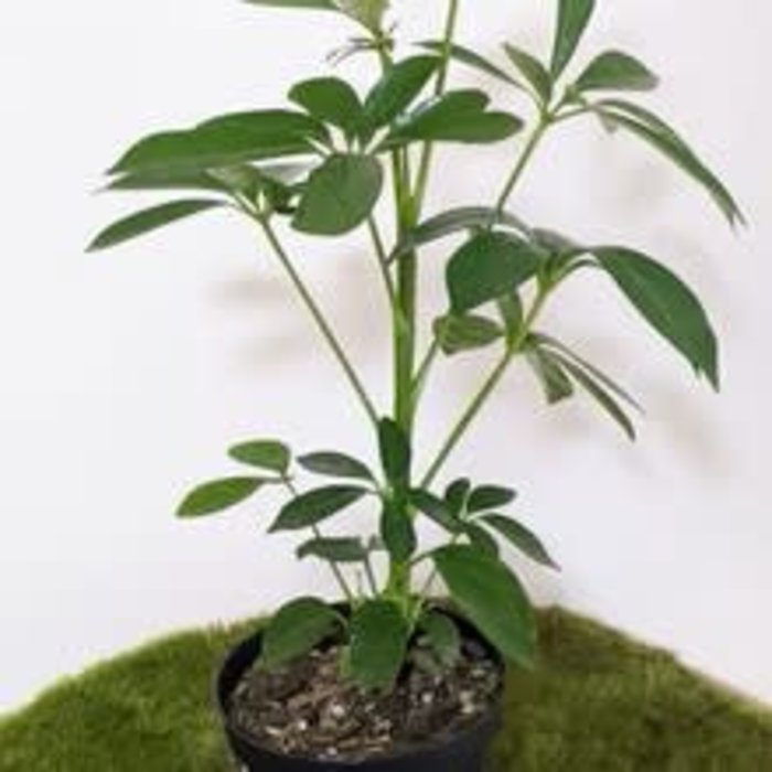 Umbrella Plant (Varigated)