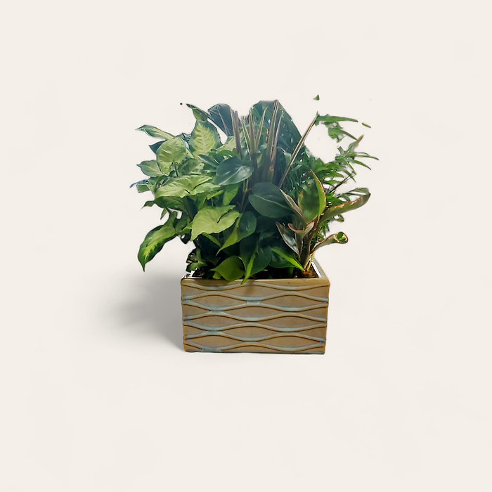 Green Dish Garden -Large