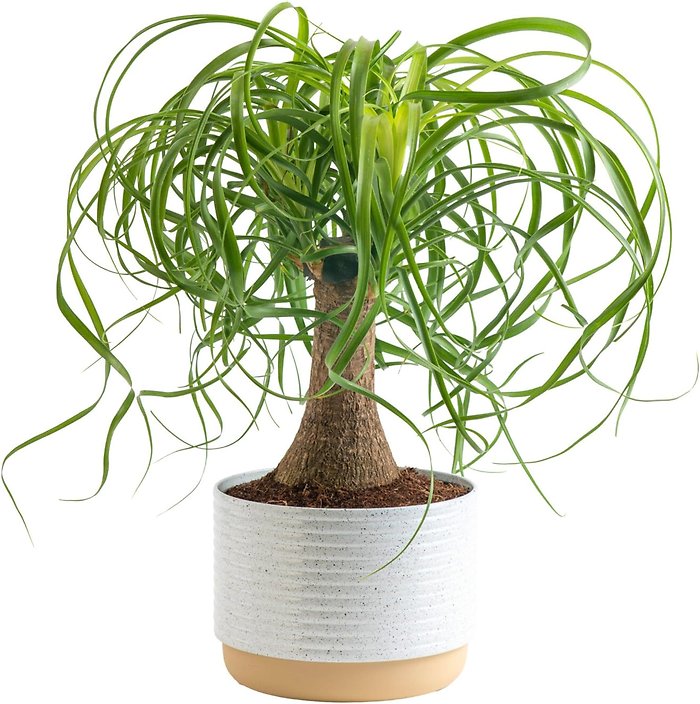 Ponytail Palm